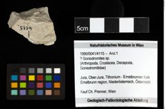 Foto (Objekt + Etiketten) von ? Goniodromites sp. 